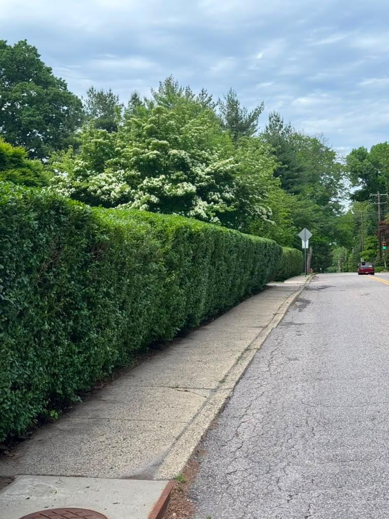 Green Force edge and bush trimming work